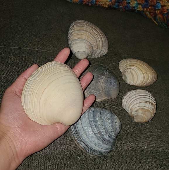 3 Random Natural Venus Clam Shells - Picture 10 of 10